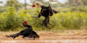 Đá gà C1 quả thật là một thuật ngữ