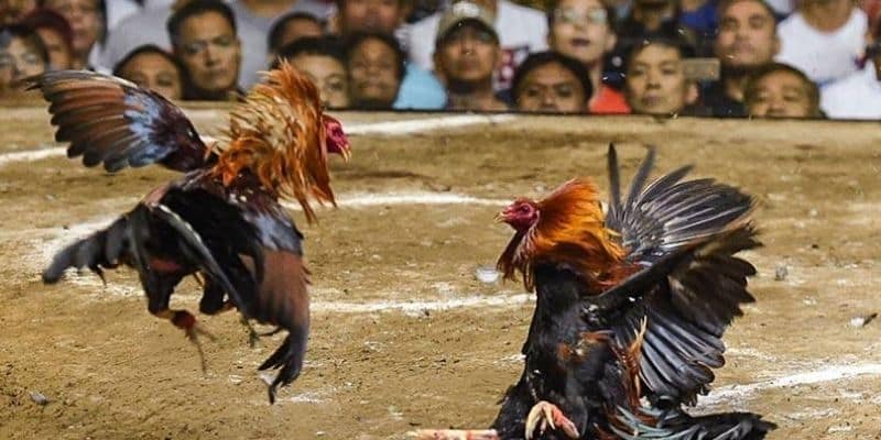 Sơ lược thông tin về hình thức đá gà C1